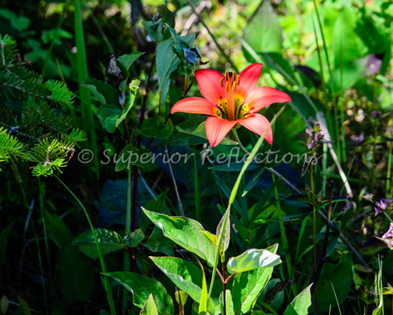 15jul_northshore_july_036