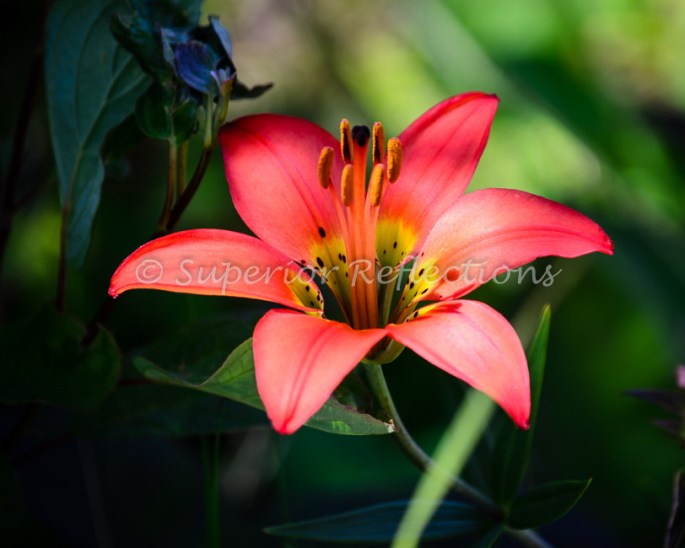 15jul_northshore_july_037