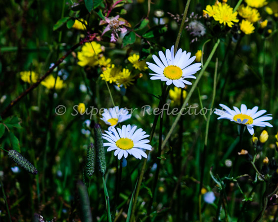 16jul_north_shore_023