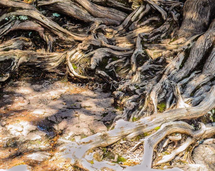 17Apr_SB_Beaver_Gooseberry_122