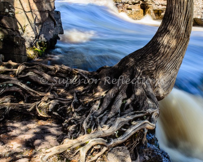 17Apr_SB_Beaver_Gooseberry_126