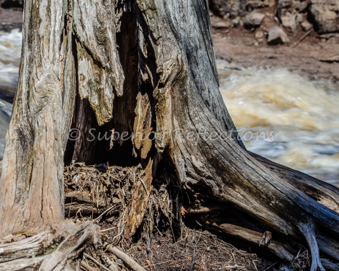 17Apr_SB_Beaver_Gooseberry_137