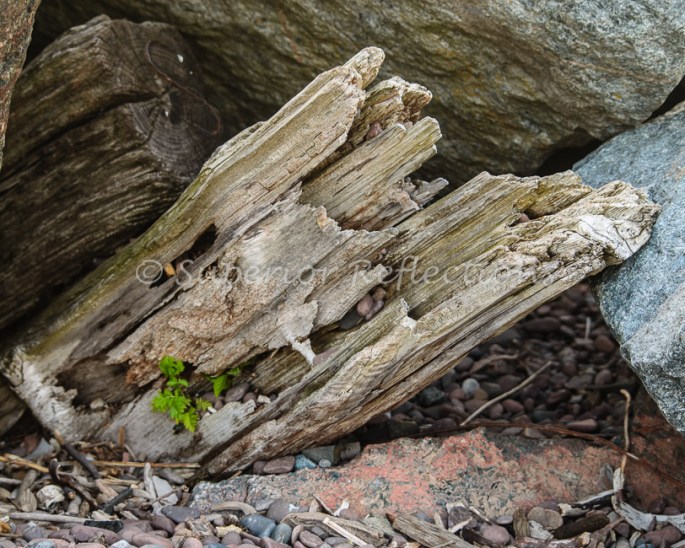 17Aug_Canal_Park_Sunrise_036