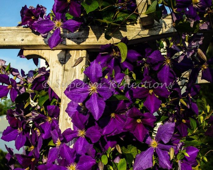 17Aug_Local_Flowers_002