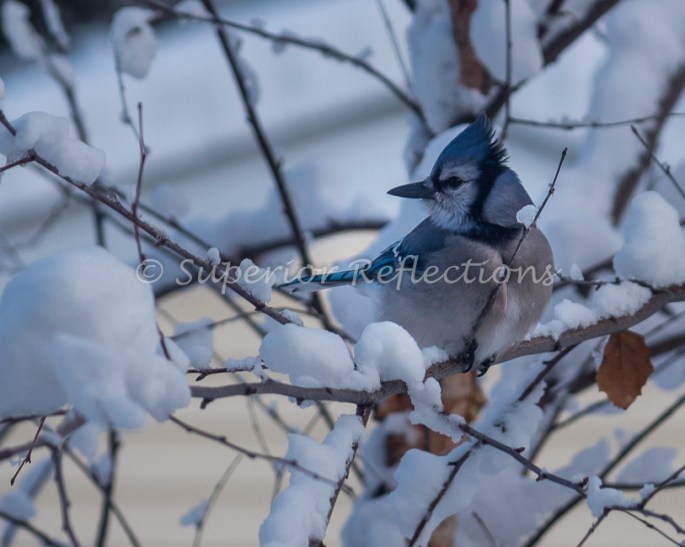 18dec_december_snow_011