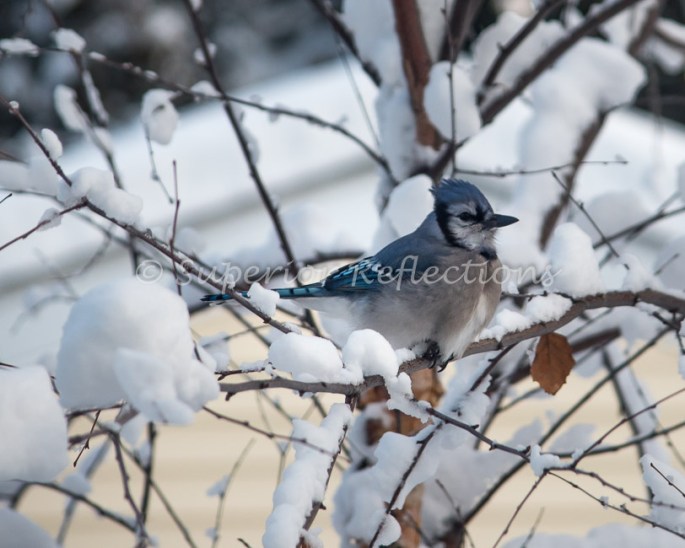 18dec_december_snow_013