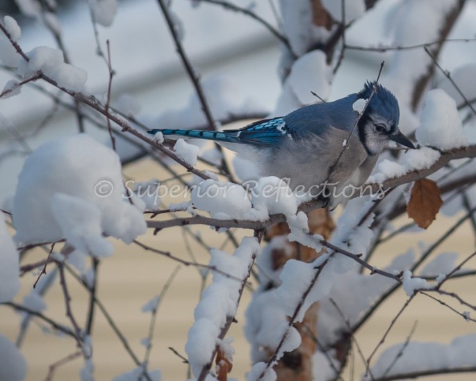 18dec_december_snow_014