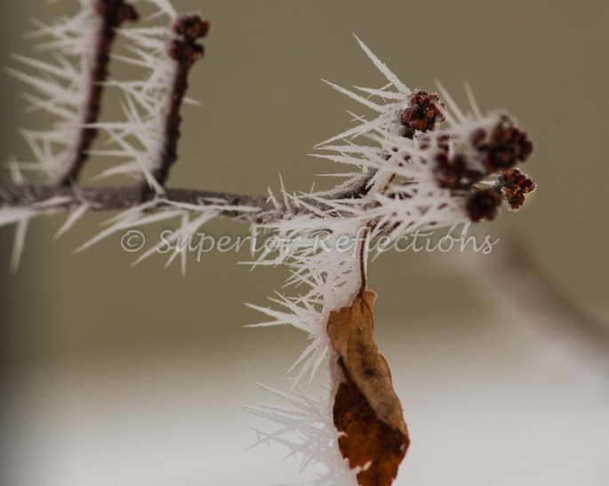 19Feb_Frost_Morning_013