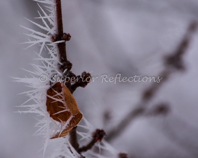 19Feb_Frost_Morning_014