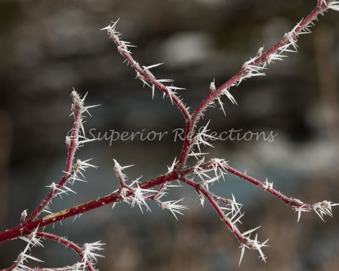 19Feb_Frost_Morning_016