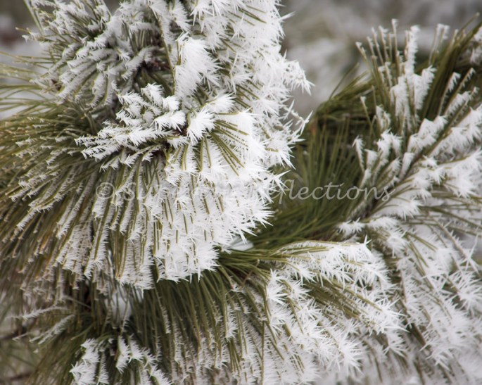 19Feb_Frost_Morning_047