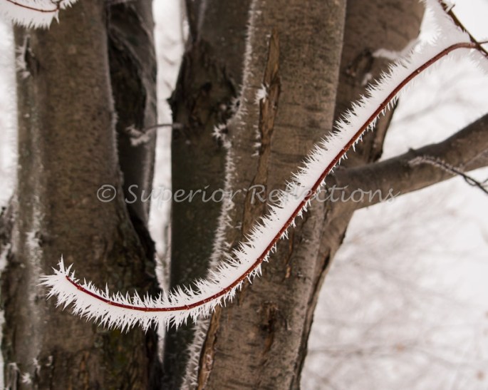 19Feb_Frost_Morning_048