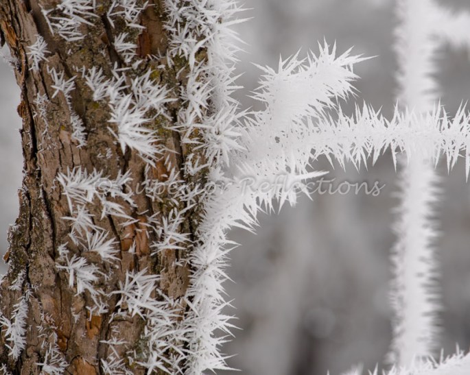 19Feb_Frost_Morning_097