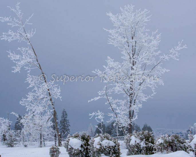 19Feb_Frost_Morning_109