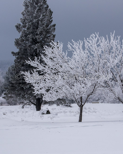 19Feb_Frost_Morning_117