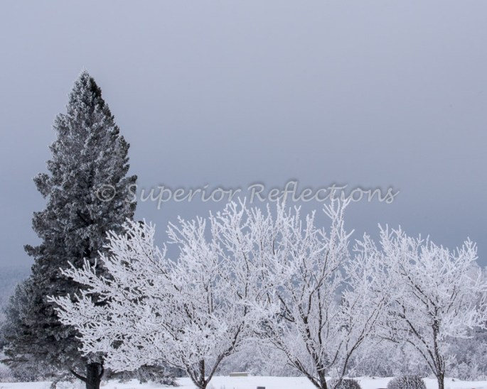 19Feb_Frost_Morning_118