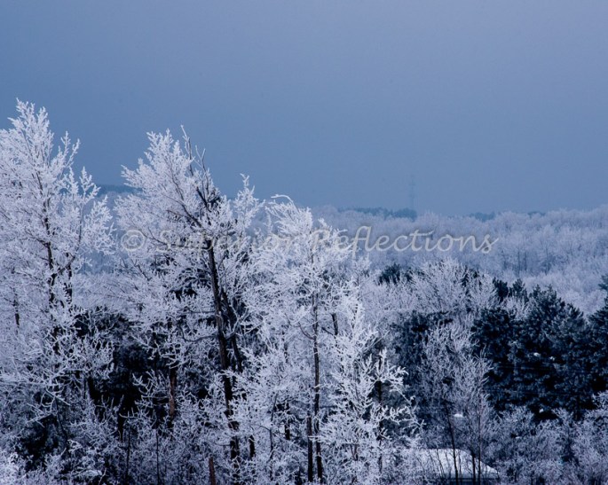 19Feb_Frost_Morning_122