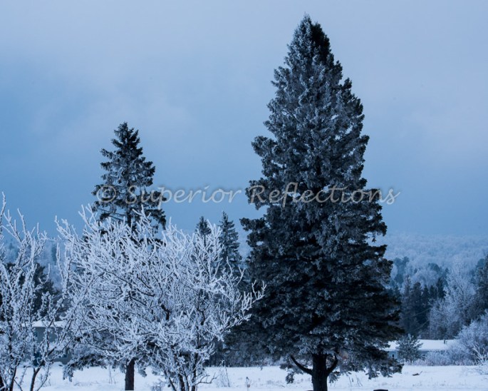 19Feb_Frost_Morning_123