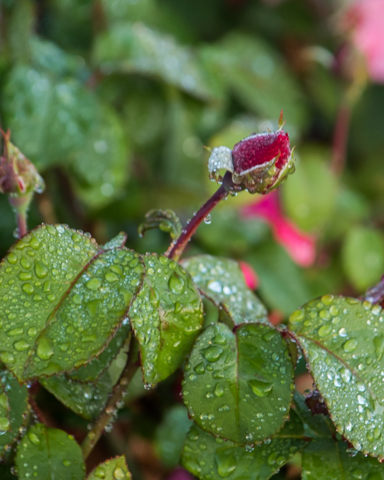 19Aug_Rose_Garden_2019_036
